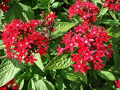 192 Longwood Gardens [2008 August 23]